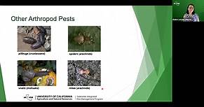 Identifying Insect Pests in the Home and Garden
