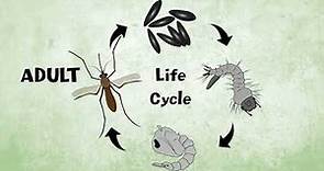 Let’s Learn About the Mosquito Life Cycle