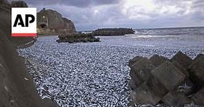 Thousands of dead fish wash up on beaches in Japan