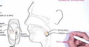 Strep throat (streptococcal pharyngitis)- pathophysciology, signs and symptoms, diagnosis, treatment