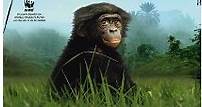 Bonobos: Back to the Wild (Cine.com)