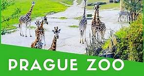Prague Zoo Day Trip