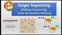 How Sanger Sequencing Works? (Classic Sanger Method)
