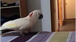 Running around on the bed. - Barney the West Coast Cockatoo