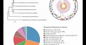 PATRIC Comprehensive Genome Analysis Service Webinar 2018 08 08