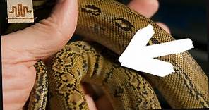 BEFORE You Buy a Super Dwarf Reticulated Python [What you NEED to know]