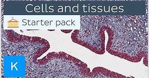 Cells and tissues: types and characteristics - Human histology | Kenhub