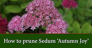 How to Prune Sedum 'Autumn Joy'