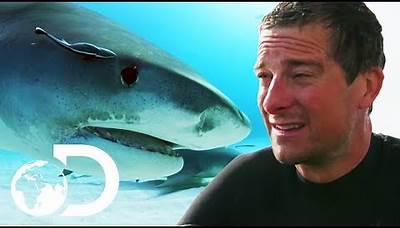 Bear Grylls VS Bull Sharks | SHARK WEEK 2018