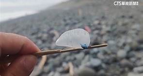 東河沙灘上千「藍色泡泡」　別碰！世界第3毒水母 - 華視新聞網