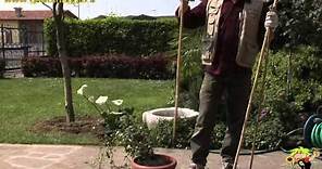 coltivare un rampicante in vaso