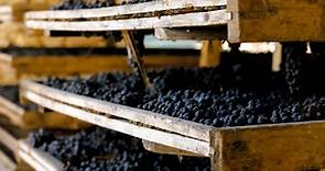 Amarone della Valpolicella: vino, vitigni, caratteristiche - Wine Dharma