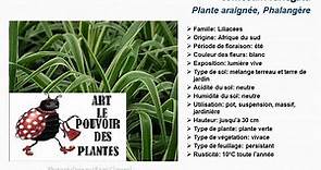 Tuto jardin:Chlorophytum phalangium Plante araignée:fiche technique plante annuelle