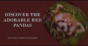 Discovering Red Pandas: Nature’s Adorable Acrobat