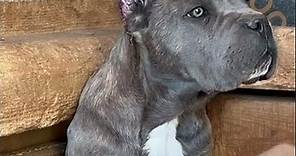 Cane Corso Puppy Blue Color #canecorso