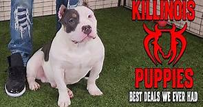 EXTREME AMERICAN BULLY PUPPIES FOR SALE FROM THE WORLD FAMOUS KILLINOIS KENNELS!!!!