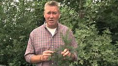 Identifying Common Yew