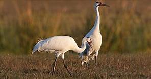 Whooping Crane Identification, All About Birds, Cornell Lab of Ornithology