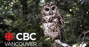One wild-born spotted owl left in Canada — and it lives in B.C
