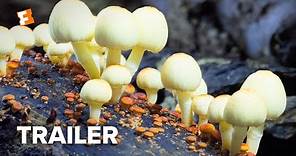 Fantastic Fungi Trailer #1 (2019) | Movieclips Indie