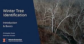 Winter Tree Identification Basics