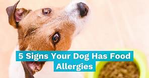 5 Signs of Food Allergies In Dogs