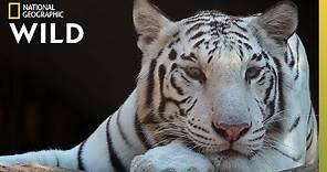 Tigers 101 | Nat Geo Wild