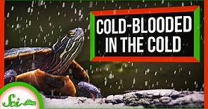 How "Cold-Blooded" Animals Survive the Cold