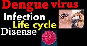 Dengue virus replication | Dengue fever symptoms