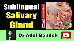 Anatomy of the Sublingual Salivary Gland, Dr Adel Bondok Making Anatomy Simple