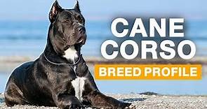 Cane Corso | Italian Mastiff Dogs 101: Everything You Need To Know - Is It the Right Dog for You?