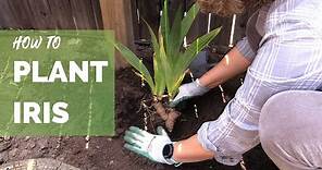 How to Plant Iris Correctly for Long Term Success