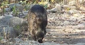 Indian boar (male)
