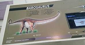 Barosaurus Giant Long Neck Plant Eating Dinosaur at Royal Ontario Museum, Toronto, Ontario, Canada