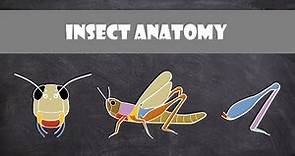 Insect Anatomy | Entomology