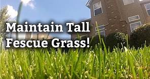 Identifying and Maintaining Tall Fescue Grass l Expert Lawn Care Tips