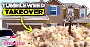 Tumbleweeds Are Invading The U.S. And It's A Real Problem - Cheddar Explains