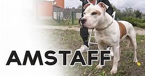 AMSTAFF - American Staffordshire Terrier