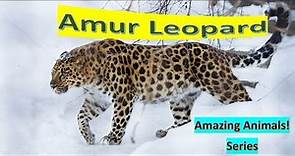 Amur Leopard facts 🐆 Only in 🇷🇺 and northern 🇨🇳 Endangered Species 😞