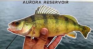 Multi Species Fishing Aurora, Reservoir(Aurora, CO)