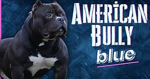 Blue American Bully: Breed Information You Should Know