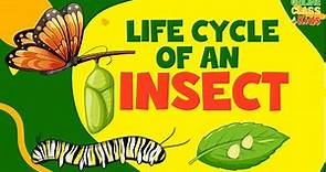 Life of Insects | Life Cycle of a Butterfly | Insects for Kids | Science for Kids
