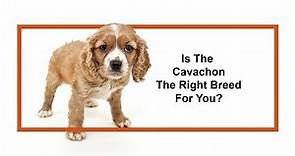 Everything you need to know about Cavachon puppies! (2019)