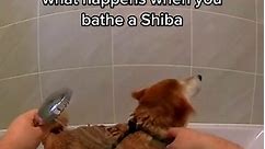 Shiba scream at 1% power #dogsoftiktok #shibainu
