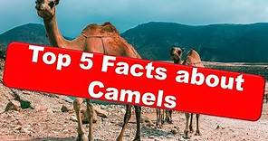 Top 5 Facts about Camels