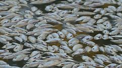 Millions of dead fish wash up in river