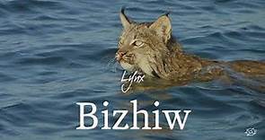 Wildlife: Anishinaabemowin, the Ojibwe language