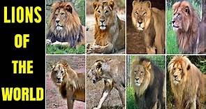 All Lion (Former) Subspecies