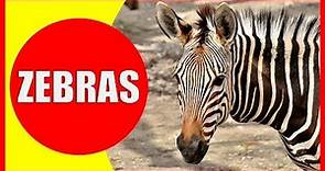ZEBRA VIDEOS FOR KIDS - Facts about Zebras for Children, Preschoolers and Kindergarten