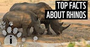 Top facts about rhinos | WWF